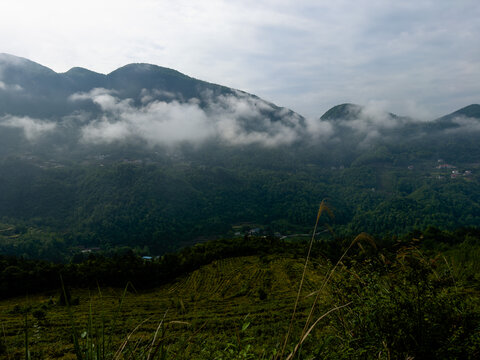 高山茶园