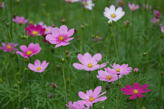 波斯菊