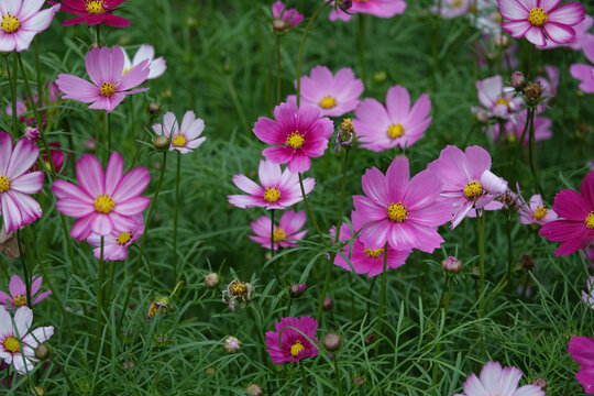 波斯菊