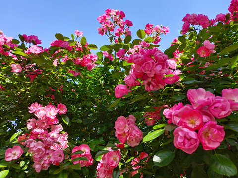 蔷薇花特写