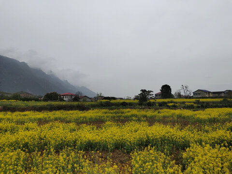 油菜花海