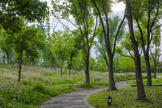 森林背景