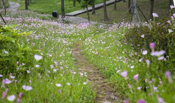 鲜花路径