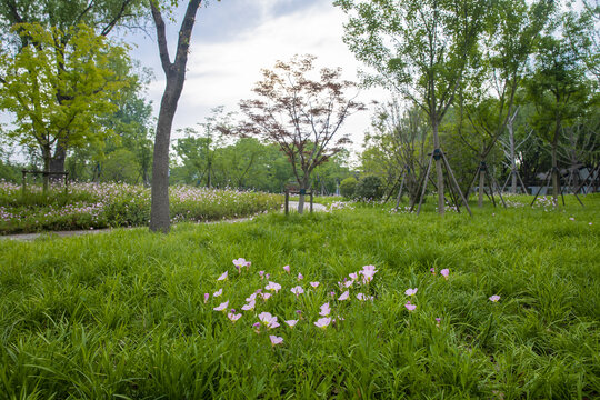 树林背景