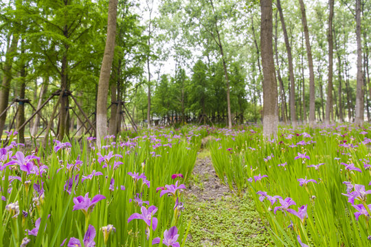 鲜花路径