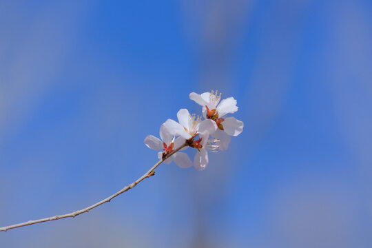 奥森桃花