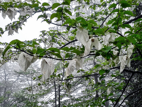 雾中的鸽子花