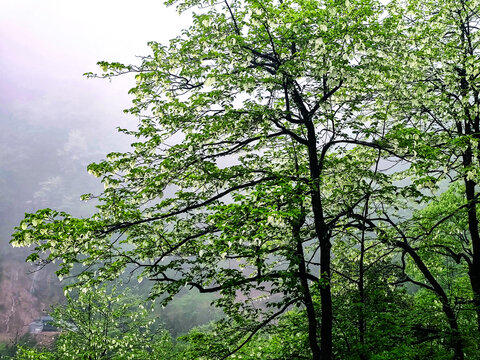 云雾缭绕鸽子花树枝