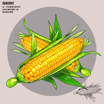 手繪玉米插畫