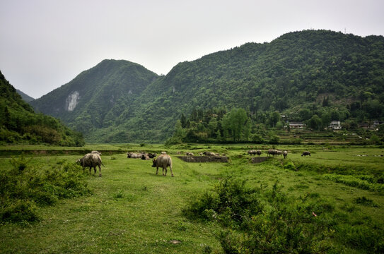 宣恩洗草坝6