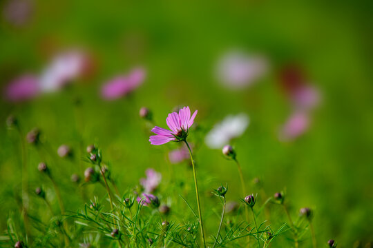 格桑花