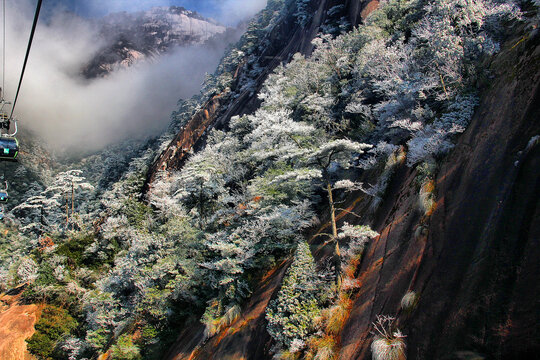 黄山雪松