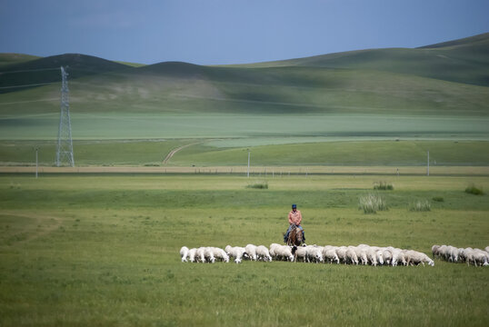 草原上白色的羊群