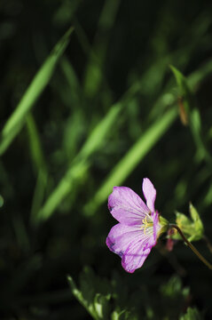 草地上美丽的波斯菊
