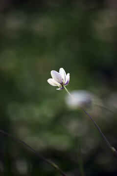 草地上美丽的白色小花朵