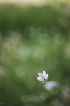 草地上一朵白色的小花朵