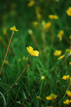 草地上美丽的黄色小花朵