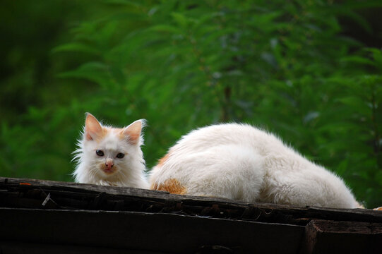 屋顶上有两只可爱的猫