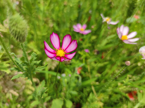 初夏波斯菊