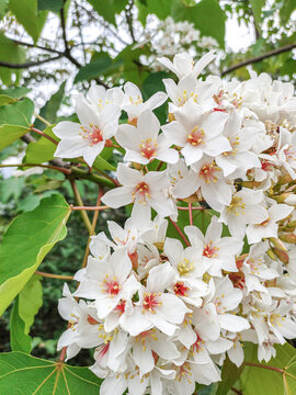 油桐花