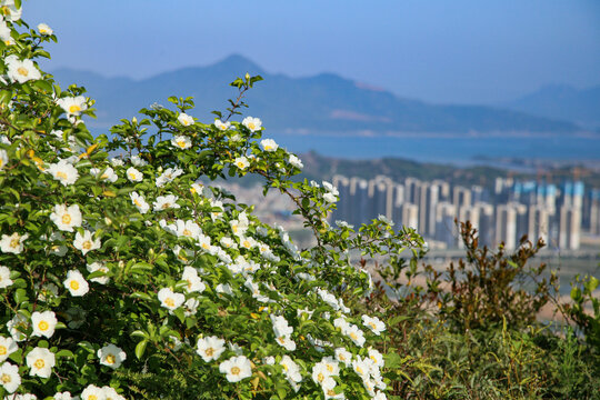 刺梨花