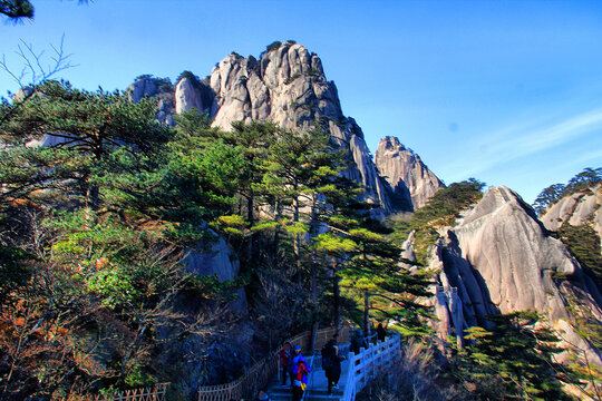 黄山松黄山远眺