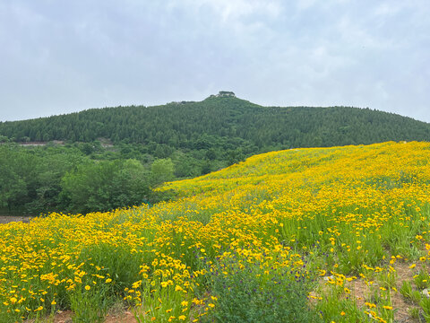 济南蚰蜒山金鸡菊