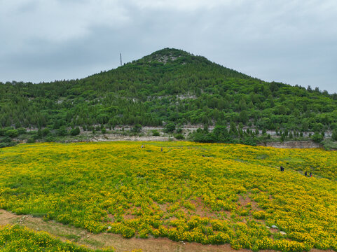 济南蚰蜒山金鸡菊