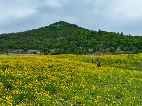 济南蚰蜒山金鸡菊