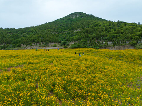 济南蚰蜒山金鸡菊