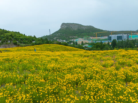 济南蚰蜒山金鸡菊