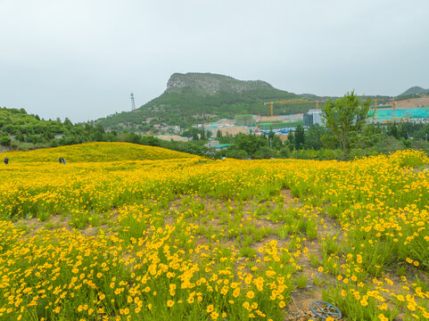 济南蚰蜒山金鸡菊