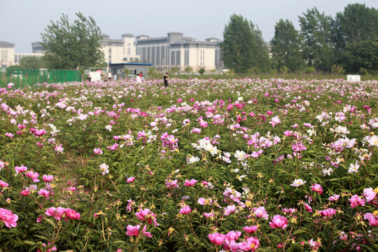 芍药花