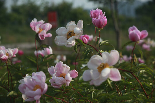 芍药花