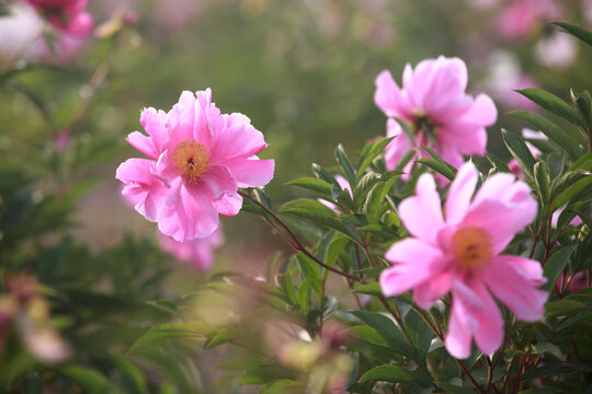 芍药花