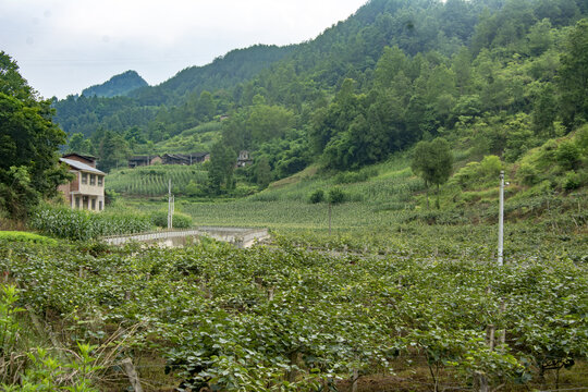 玉米种植基地