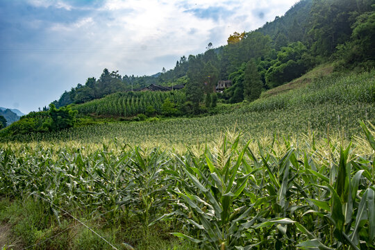 玉米种植基地