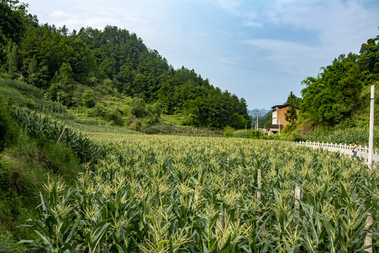 乡村振兴玉米种植