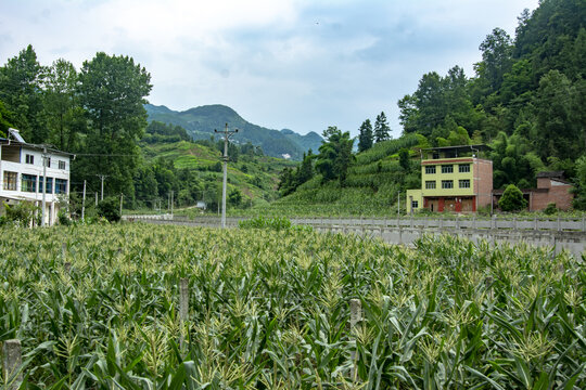 乡村振兴玉米种植