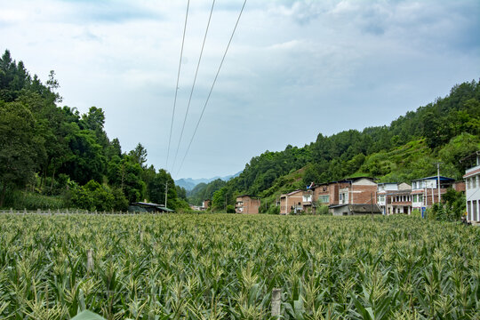 乡村振兴玉米种植