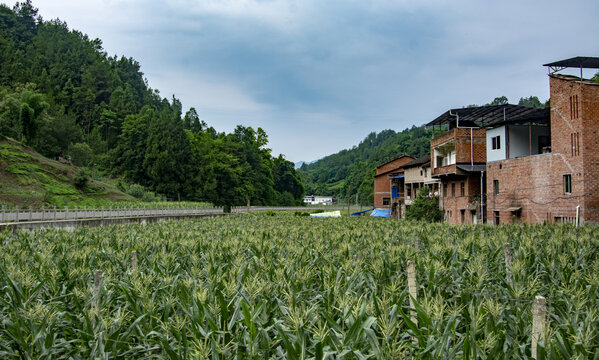 玉米种植基地