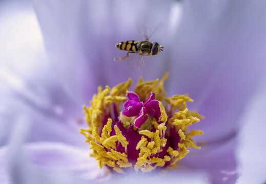 牡丹花蕊与蜜蜂