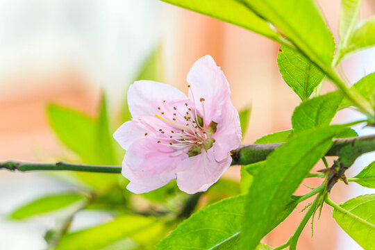 桃叶桃花