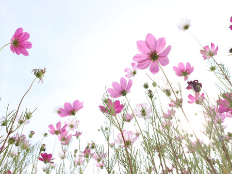 秋英波斯菊格桑花