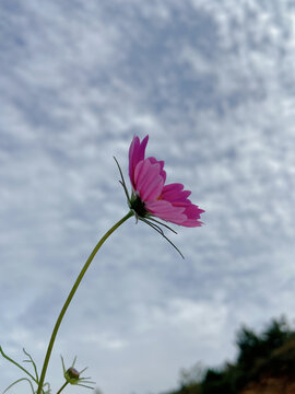 花与天空