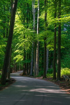 夏日乡下林荫柏油小路