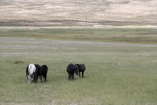 草原上几只正在吃草的野马