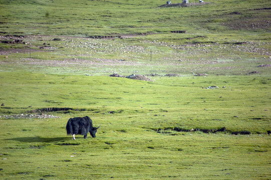 草原上有一只黑色的野牦牛