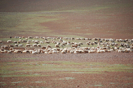 草原牧场和羊群