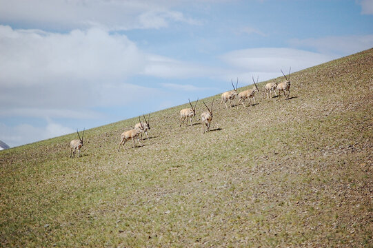 一群藏羚羊在面前跑过
